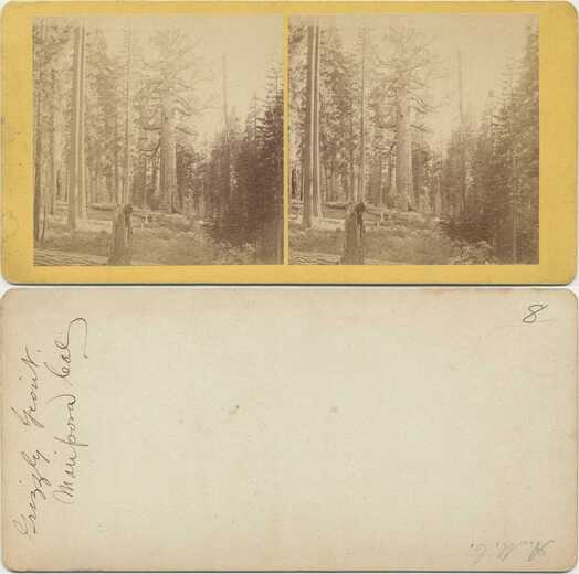 Grizzly Giant Redwood Tree