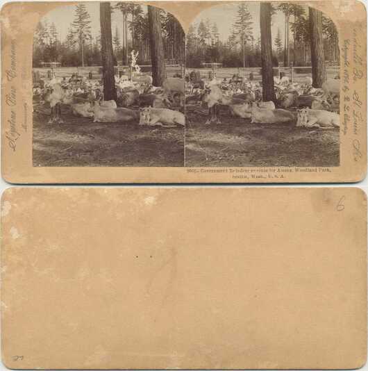 Reindeer Herd, Woodland Park