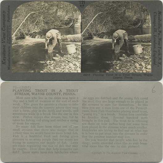 Planting Trout in Stream