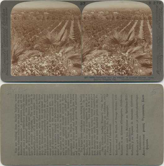 Orange Groves and Valley Landscape