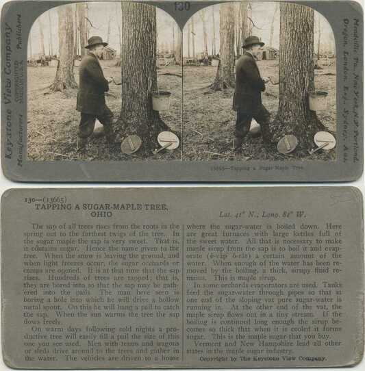 Tapping a Sugar-Maple Tree