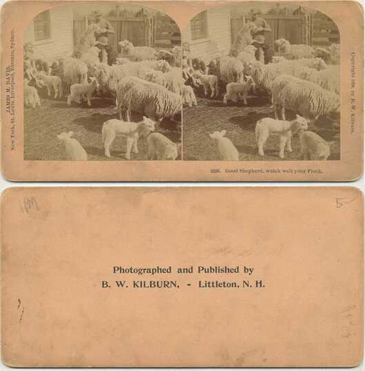 Shepherd with his Flock of Sheep