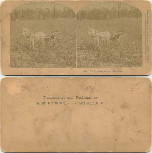 Mule and Cart on Cotton Plantation