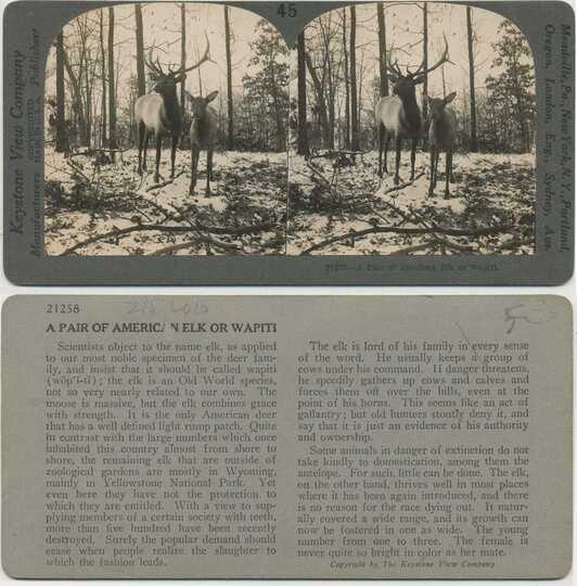 A Pair of American Elk or Wapiti