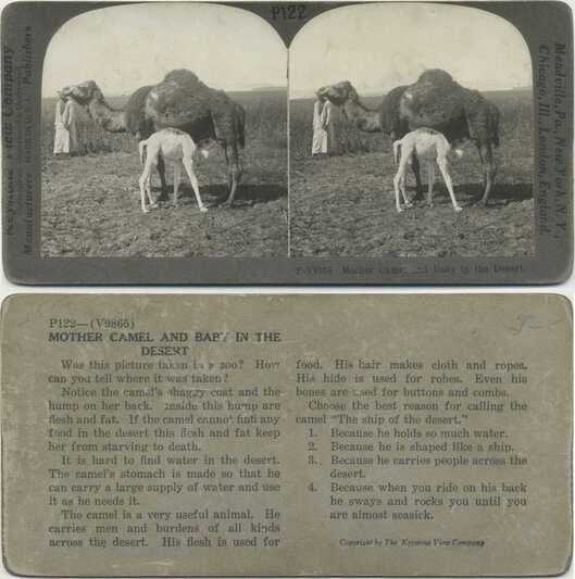 Mother Camel and Baby
