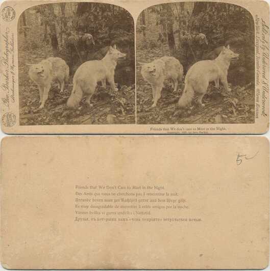 Two Wolves in a Forest