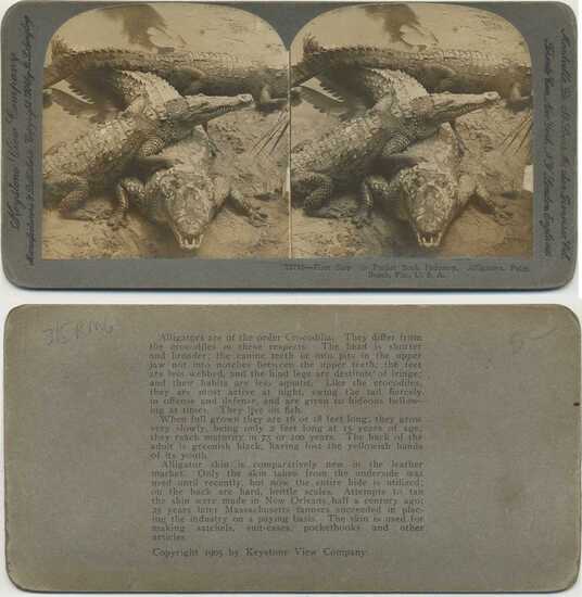 Alligators for Pocket Book Industry