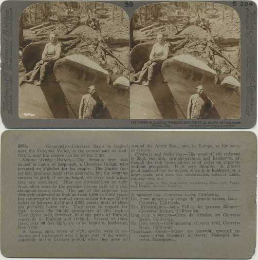 Man on Giant Felled Sequoia Trunk