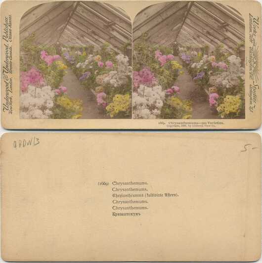 Chrysanthemums in a Greenhouse