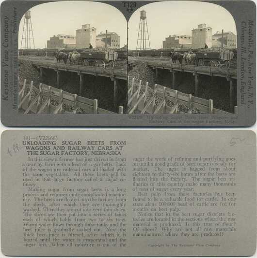 Unloading Sugar Beets at Factory