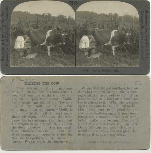Man Milking Cow, Cat Waits