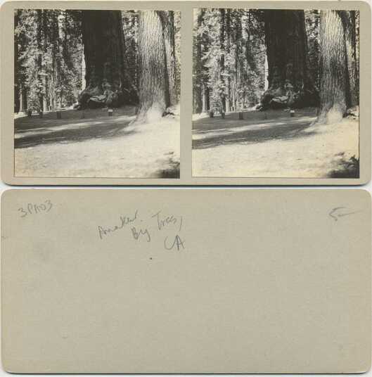 Giant Redwood Trees in Forest