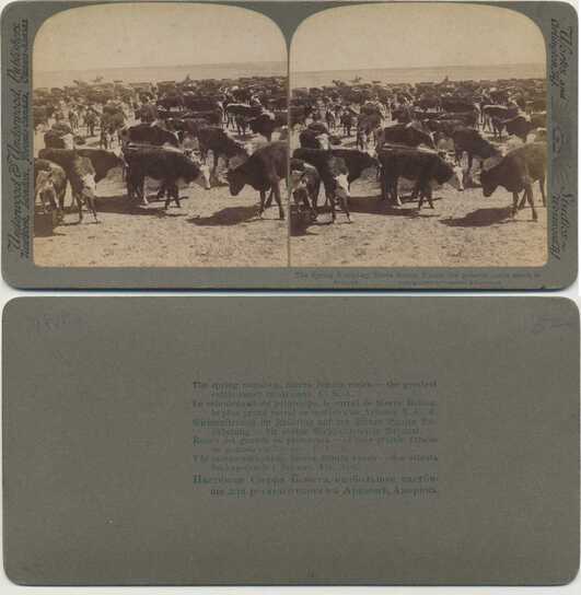 Cattle Round-up at Sierra Bonita Ranch