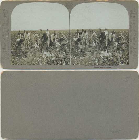 Cotton Picking in a Field