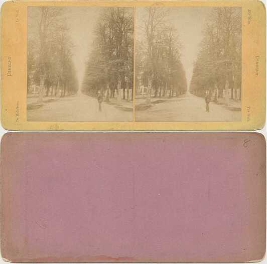 Tree-lined Avenue with Pedestrian