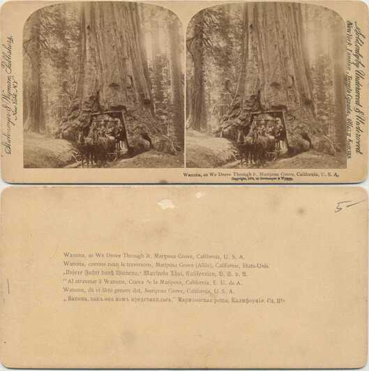Wawona Tree with Horse Carriage
