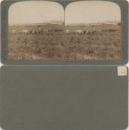 Sugar Mill and Plantation, Oxen