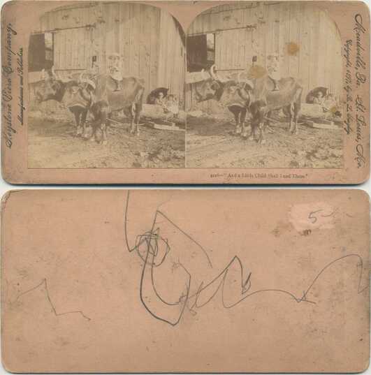 Child Riding Oxen at a Barn