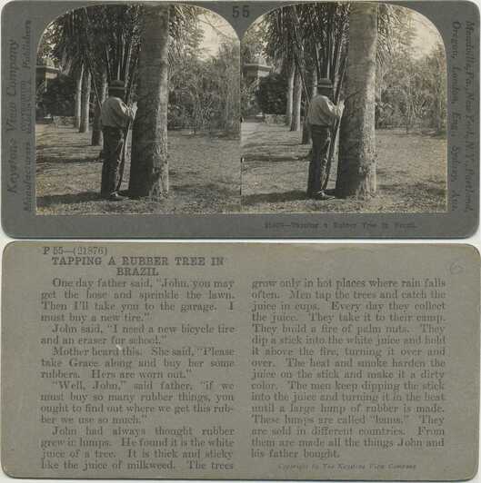 Man Tapping Rubber Tree