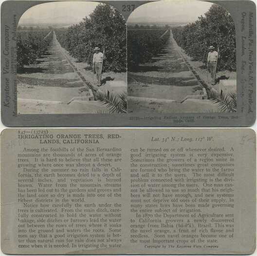 Irrigating Orange Trees in Grove