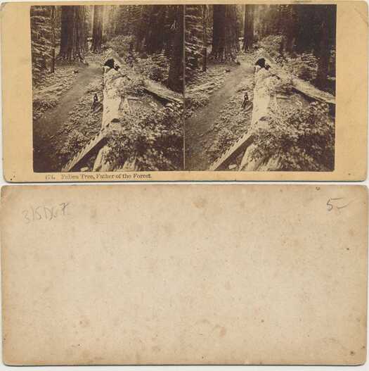 Fallen Tree, Father of the Forest