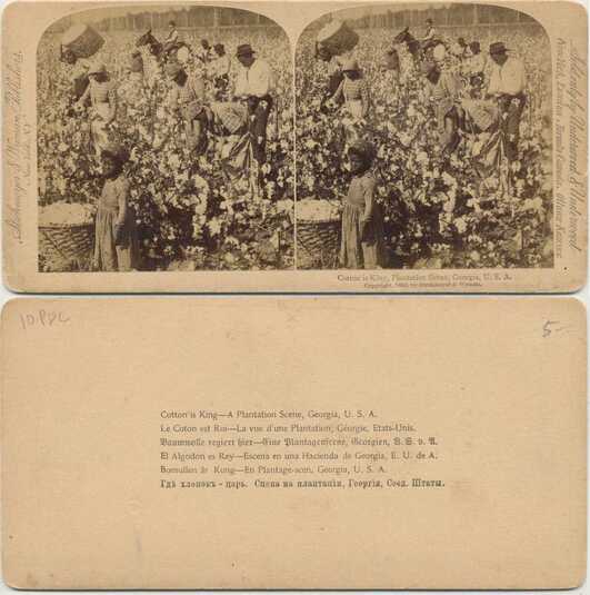 Cotton Picking Plantation Scene