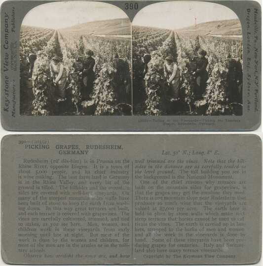 Grape Picking in Rudesheim Vineyard