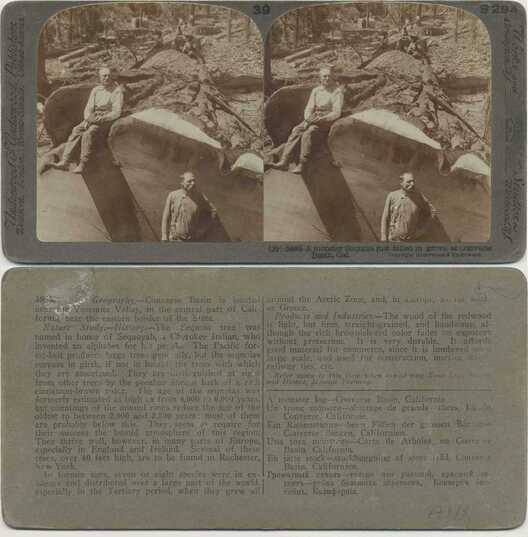 Man with Giant Felled Sequoia Log