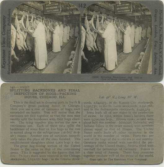 Hog Backbone Splitting in Packing Plant