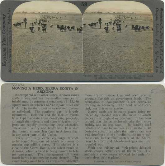 Moving Cattle Herd in Arizona