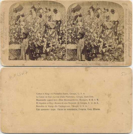Cotton Picking on Plantation