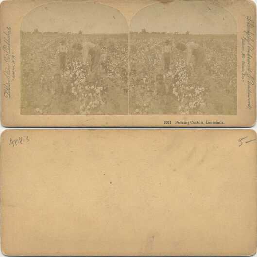 Picking Cotton in a Field