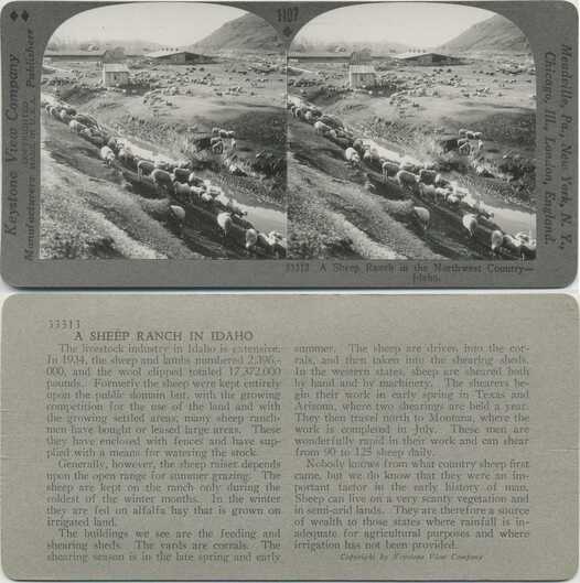 Sheep Ranch and Herded Flock
