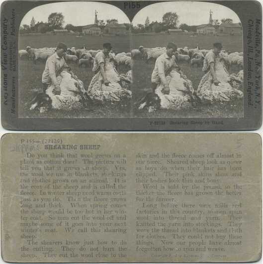Shearing Sheep by Hand