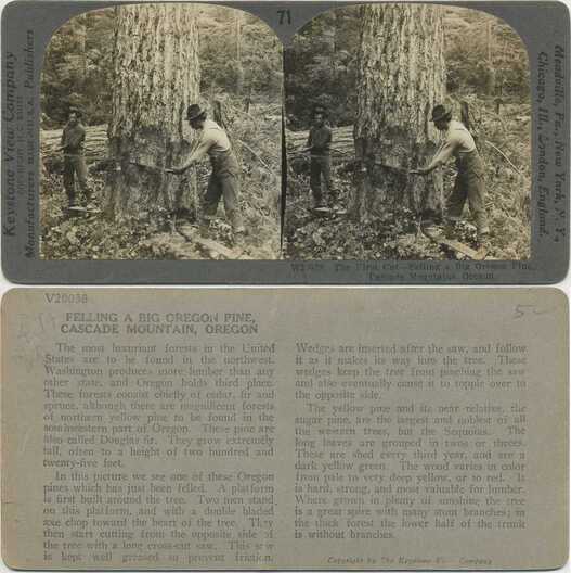 Lumberjacks Felling a Giant Pine Tree