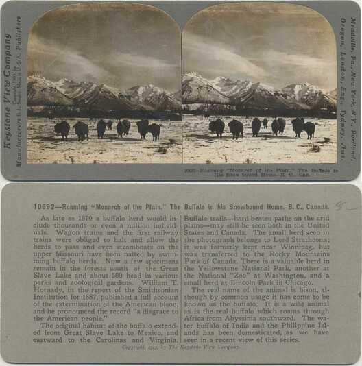 Buffalo Roaming Snowy Mountains