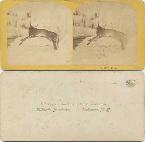 Deer in Winter Landscape