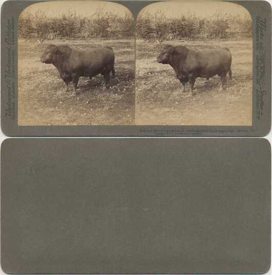 Black Angus Bull in Field