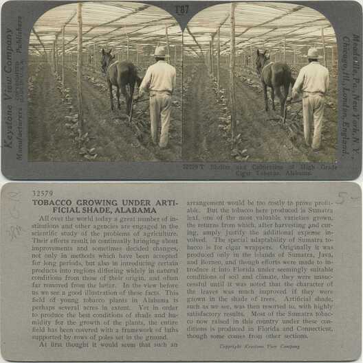 Tobacco Cultivation Under Shade