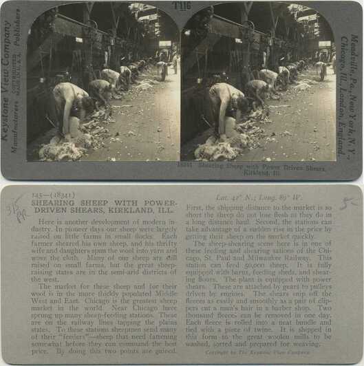 Shearing Sheep with Power Shears