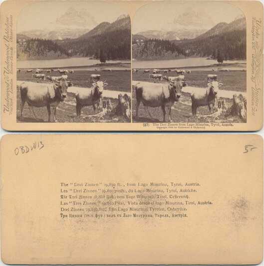 Cows, Drei Zinnen, Lago Misurina