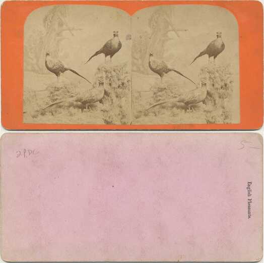 English Pheasants