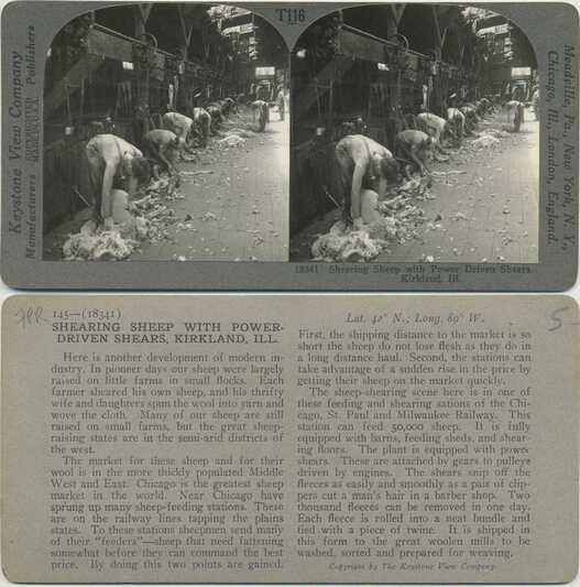 Shearing Sheep with Power Driven Shears
