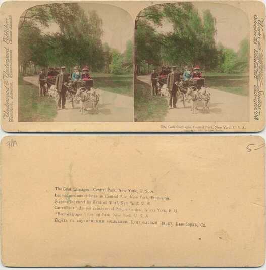 Goat Carriages in Central Park