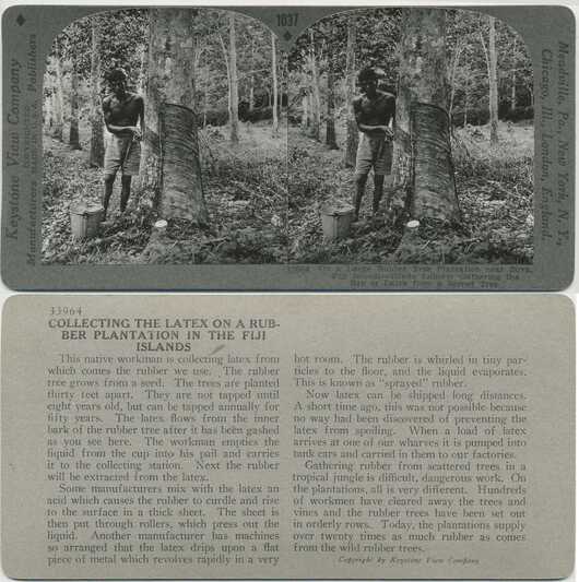 Collecting Latex, Rubber Plantation