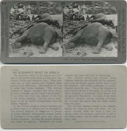 Dead Elephants on Riverbank
