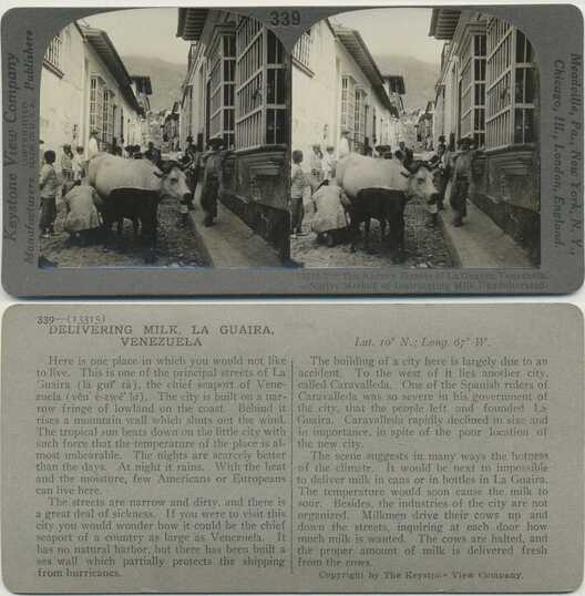 Street Milk Delivery by Cow