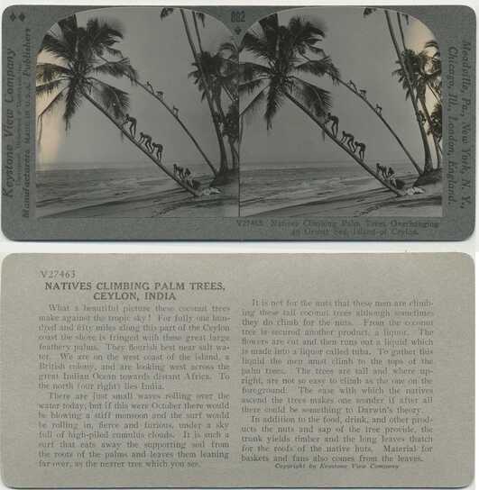 Natives Climbing Palm Trees, Ceylon