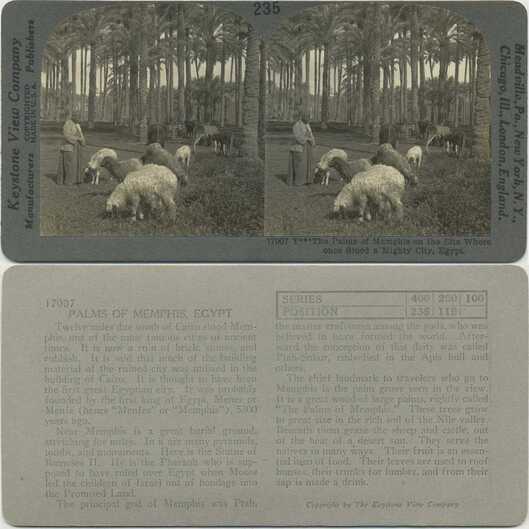 Palm Grove with Shepherd and Sheep
