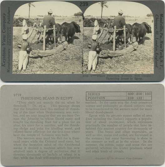 Threshing Beans
